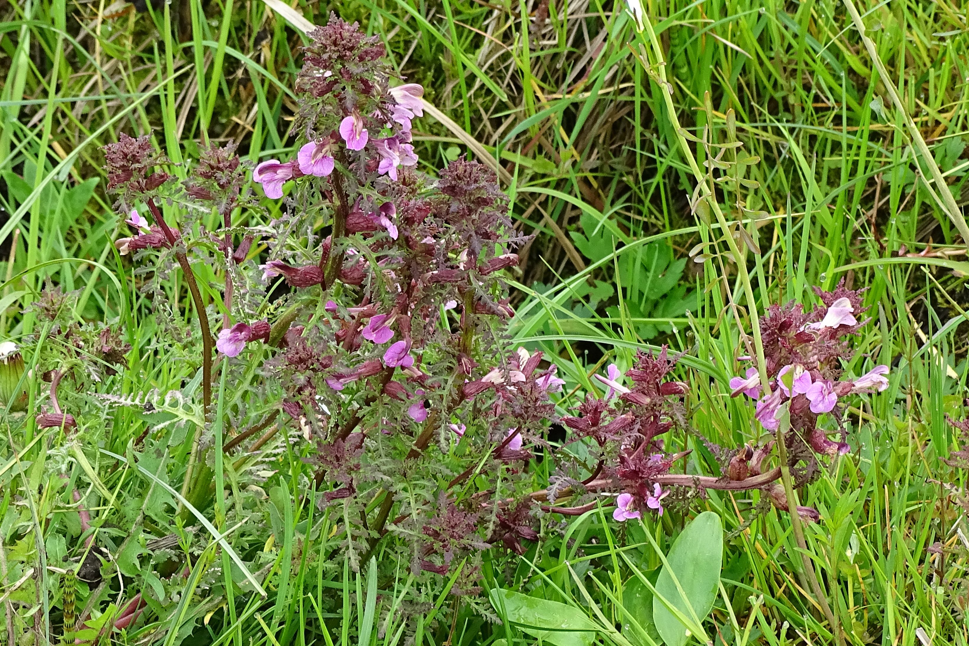 Pedicularis palustris (rights holder: Werner Witte)