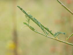 Image of Sesbania bispinosa var. bispinosa