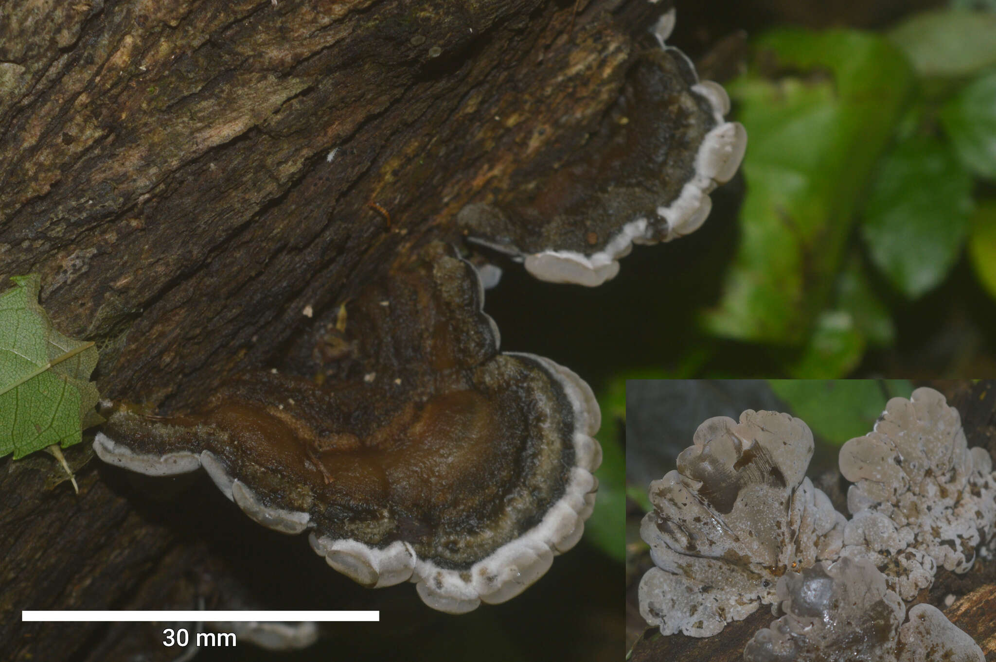 Image of Auricularia brasiliana Y. C. Dai & F. Wu 2015