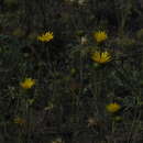 Image of Grindelia scorzonerifolia Hook. & Arn.