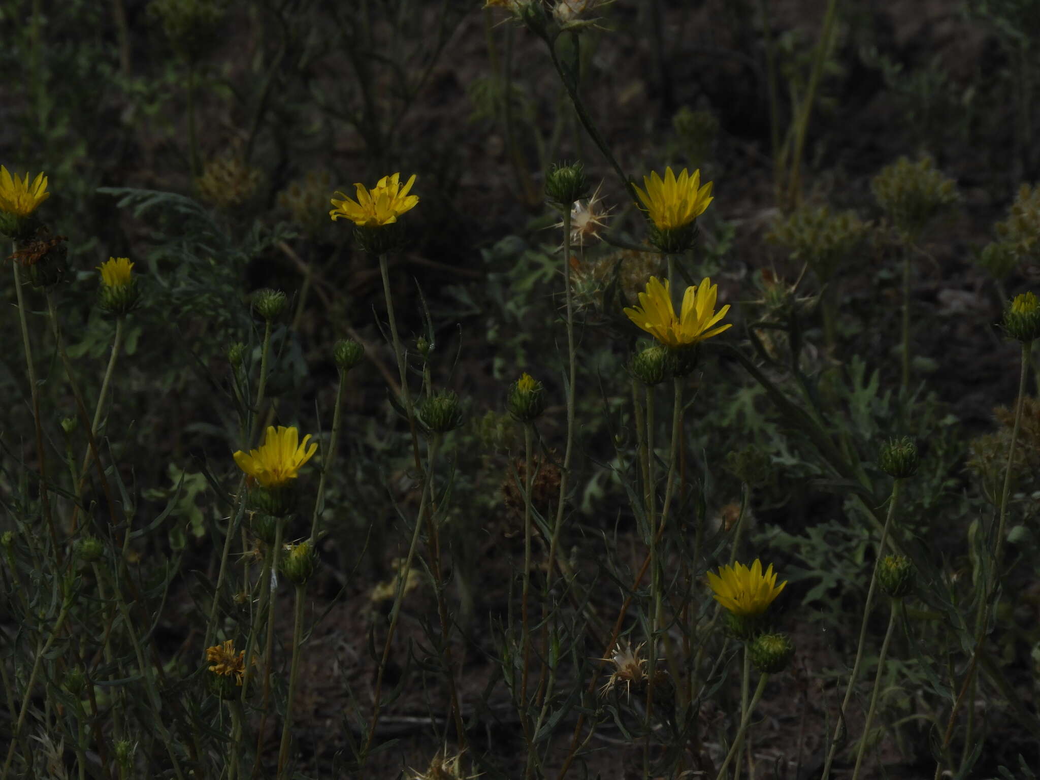 Image of Grindelia scorzonerifolia Hook. & Arn.