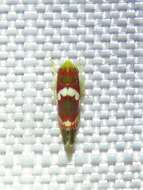 Image of Grapevine Leafhopper