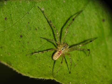 Image of Hammock Spider