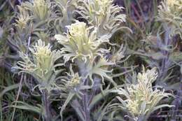 Image of <i>Castilleja <i>pilosa</i></i> var. pilosa