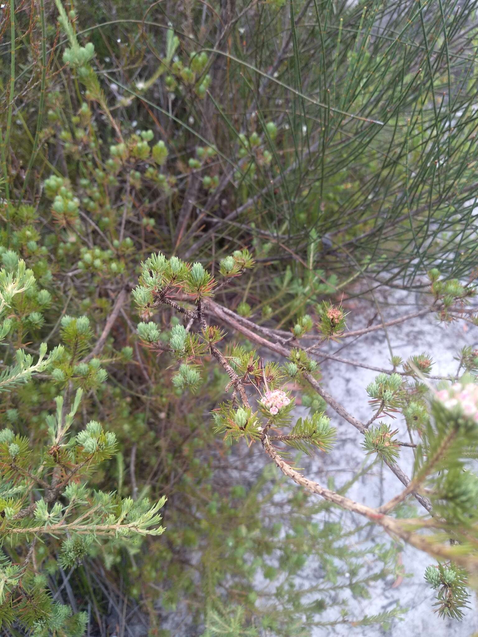 Image of Darwinia fascicularis Rudge