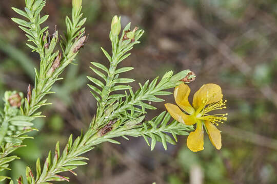 Image of Hypericum arbuscula Standl. & Steyerm.