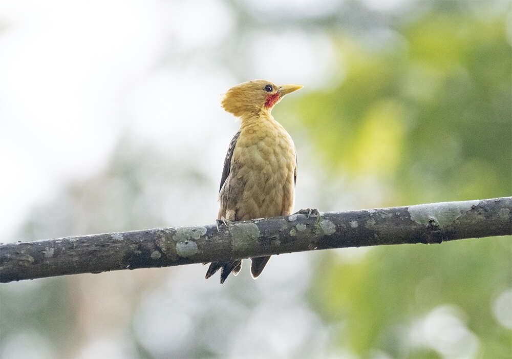 Image of Cream-colored Woodpecker