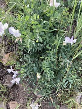 Image of fewflower pea