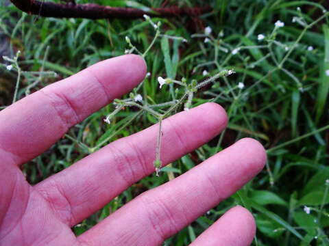 Plancia ëd Cerastium subpilosum Hayata