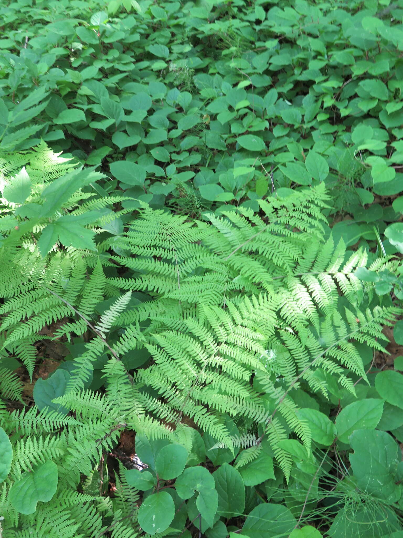 Sivun Athyrium rubripes (Kom.) Kom. kuva