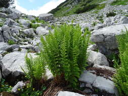 Image of Dryopteris villarii (Bell) Woynar ex Schinz & Thell.