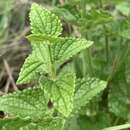 Stachys natalensis var. galpinii (Briq.) Codd resmi