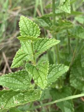 Imagem de Stachys natalensis var. galpinii (Briq.) Codd