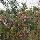 Слика од Anisodontea julii (Burch. ex DC.) D. M. Bates