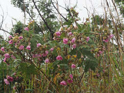 Image of Mountain mallow