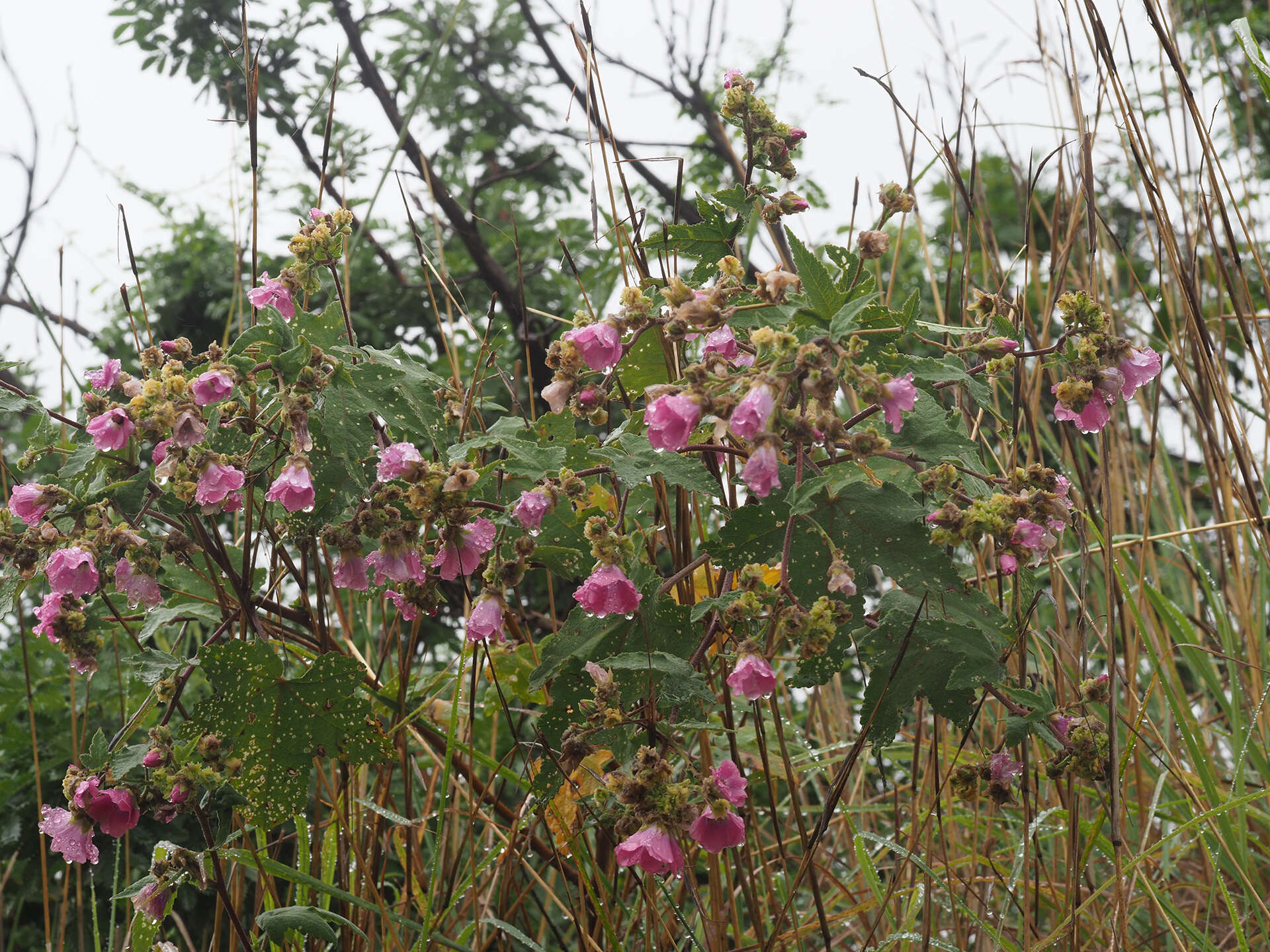 Image de Anisodontea julii (Burch. ex DC.) D. M. Bates