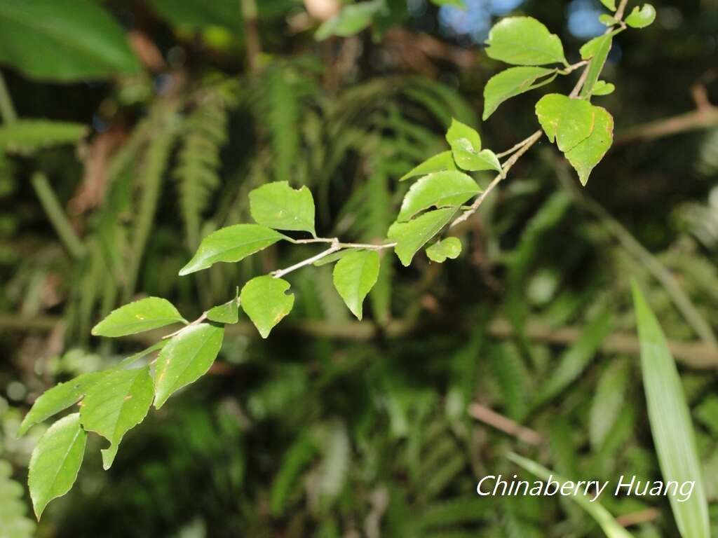 Image of Ilex asprella (Hook. & Arn.) Champ. ex Benth.