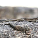 Image of Tropidurus jaguaribanus Passos, Lima & Borges-nojosa 2011