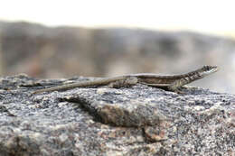 Image of Tropidurus jaguaribanus Passos, Lima & Borges-nojosa 2011