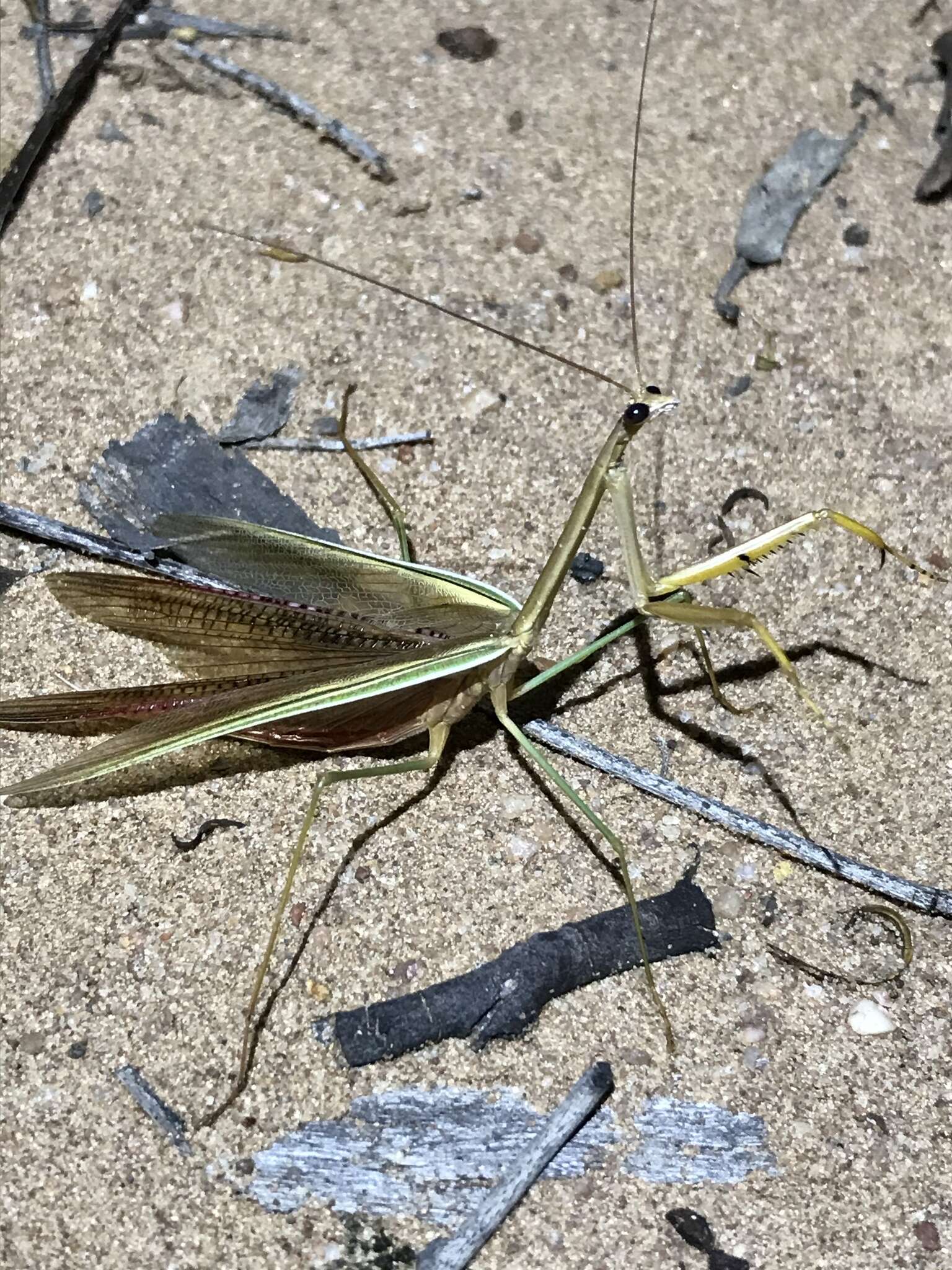 Image of Tenodera Burmeister 1838