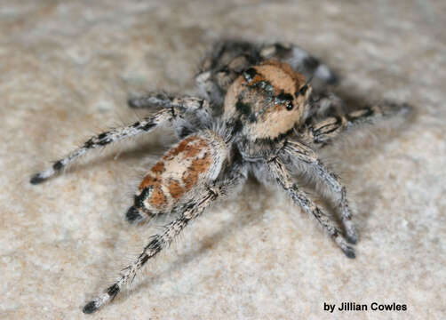 Image of Phidippus phoenix Edwards 2004