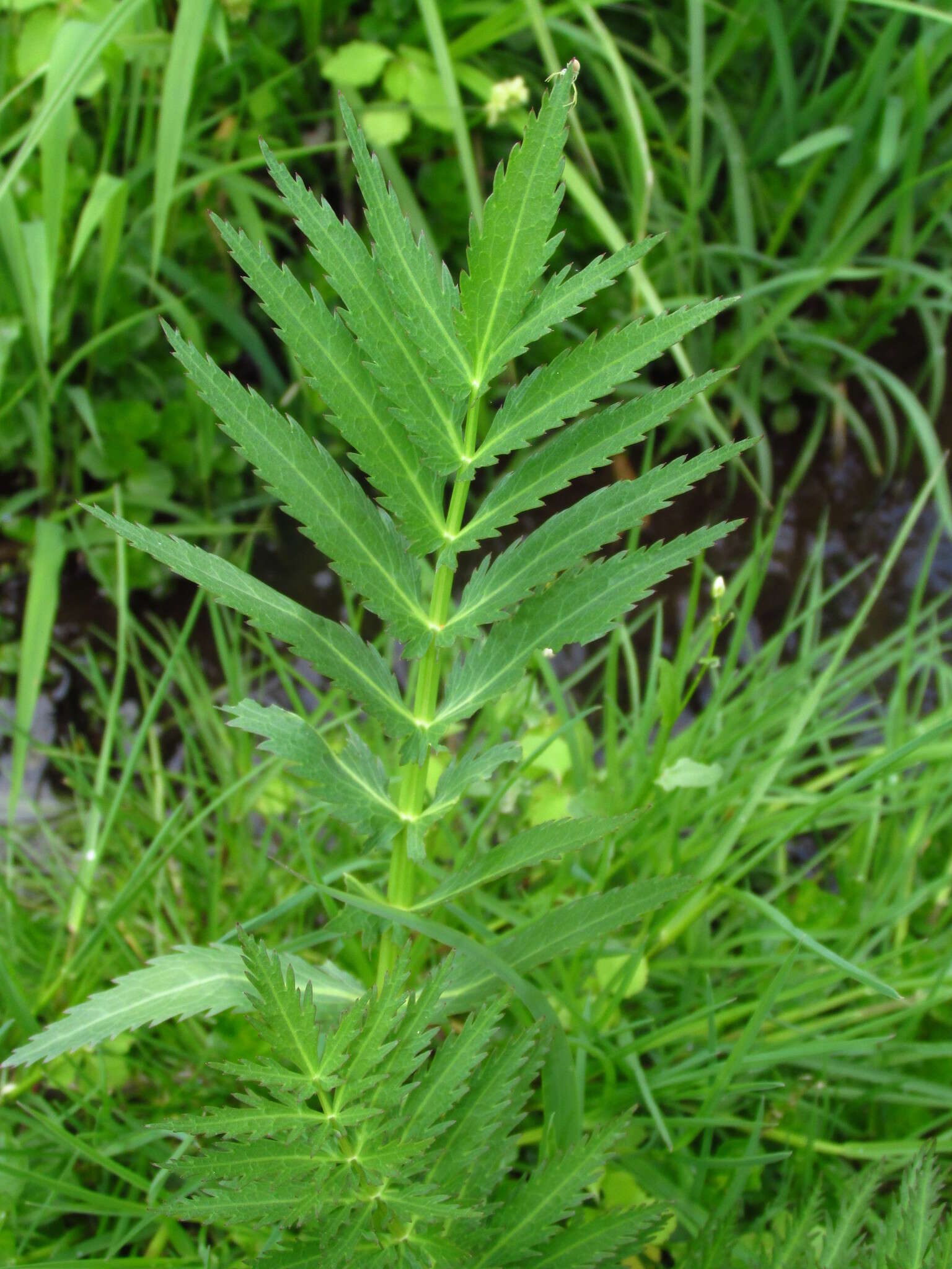 Image of hemlock waterparsnip