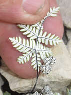 Image of Copeland's cloak fern