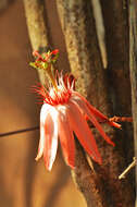 Image of Passiflora quadriglandulosa Rodschied