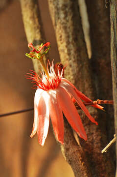 Sivun Passiflora quadriglandulosa Rodschied kuva