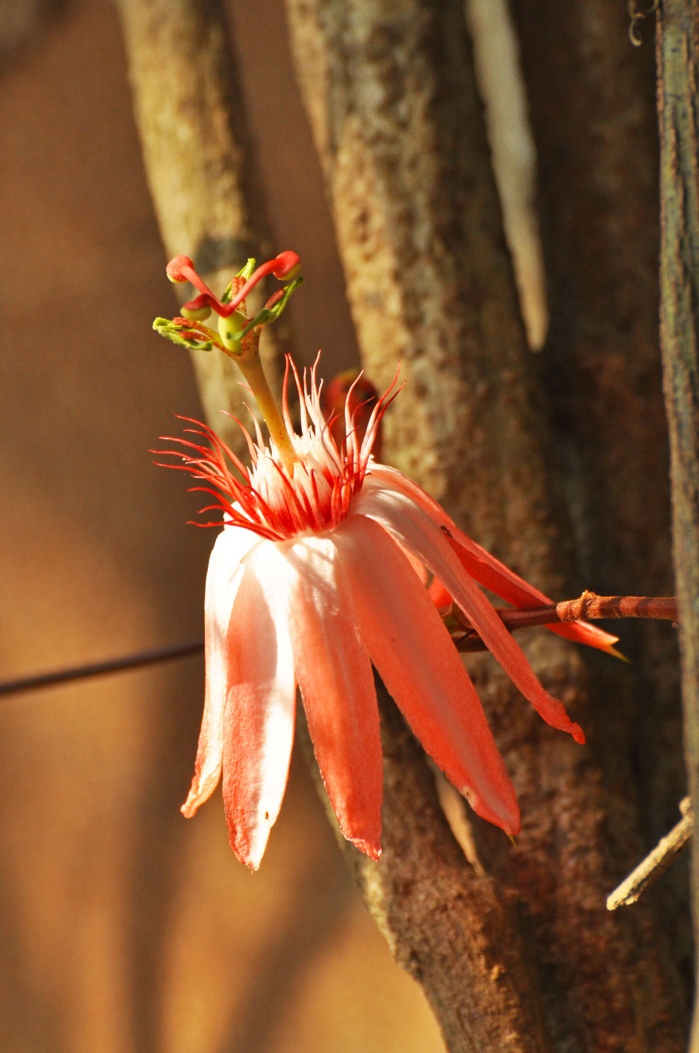Image of Passiflora quadriglandulosa Rodschied