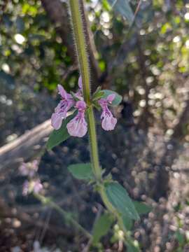 Image of Stachys grandidentata Lindl.