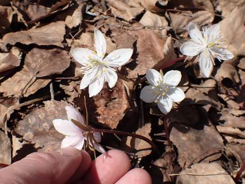 Image of Eranthis sibirica DC.