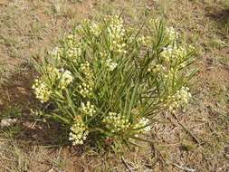 Image of Asclepias mellodora St. Hil.