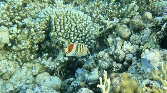 Image of Crown Butterflyfish