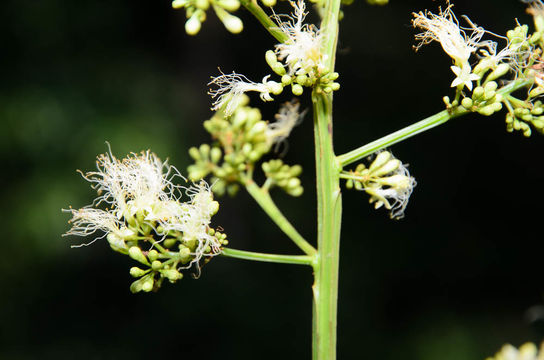 Image of <i>Archidendron clypearia</i> (Jack) I. C. Nielsen