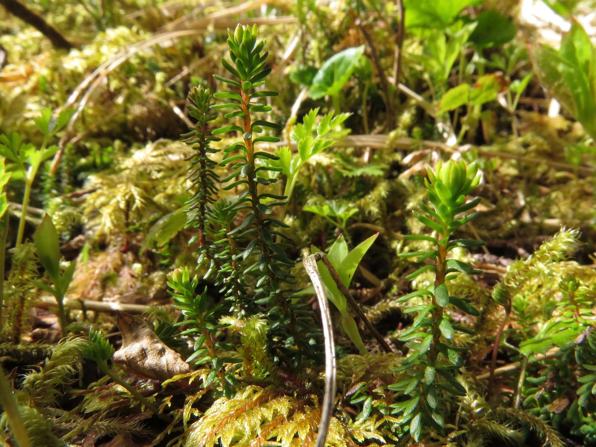 Image of Alaska Bell-Heather