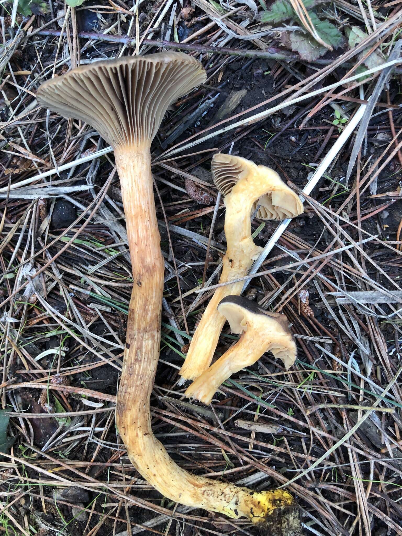 Chroogomphus ochraceus (Kauffman) O. K. Mill. 1964 resmi