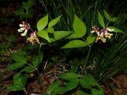 صورة Vicia oroboides Wulfen