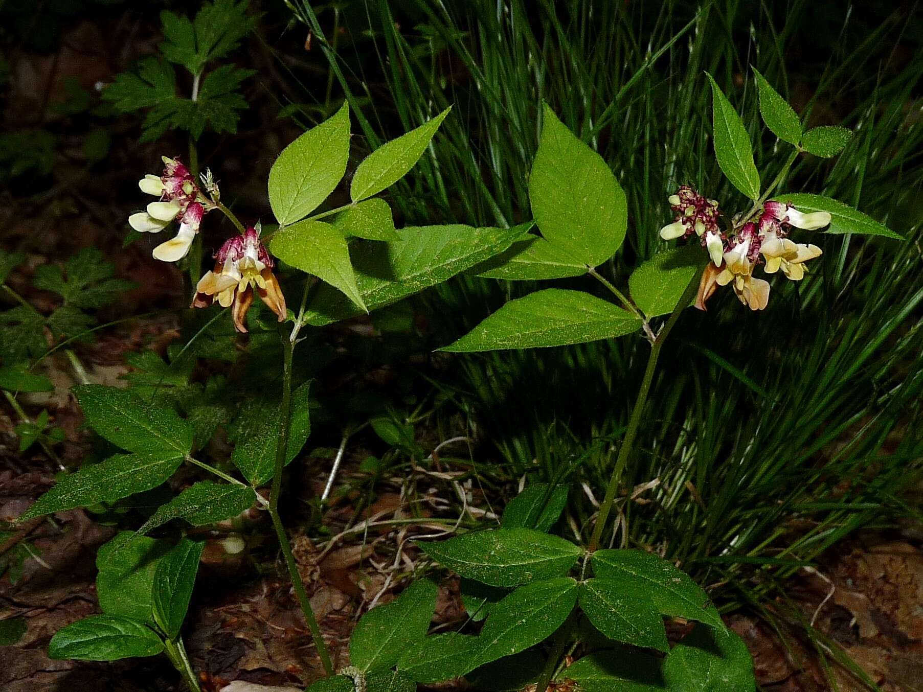 صورة Vicia oroboides Wulfen