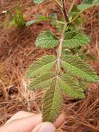 Image of Bursera cuneata (Schltdl.) Engl.