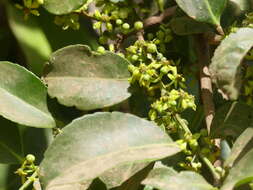 Image of Salacia chinensis L.