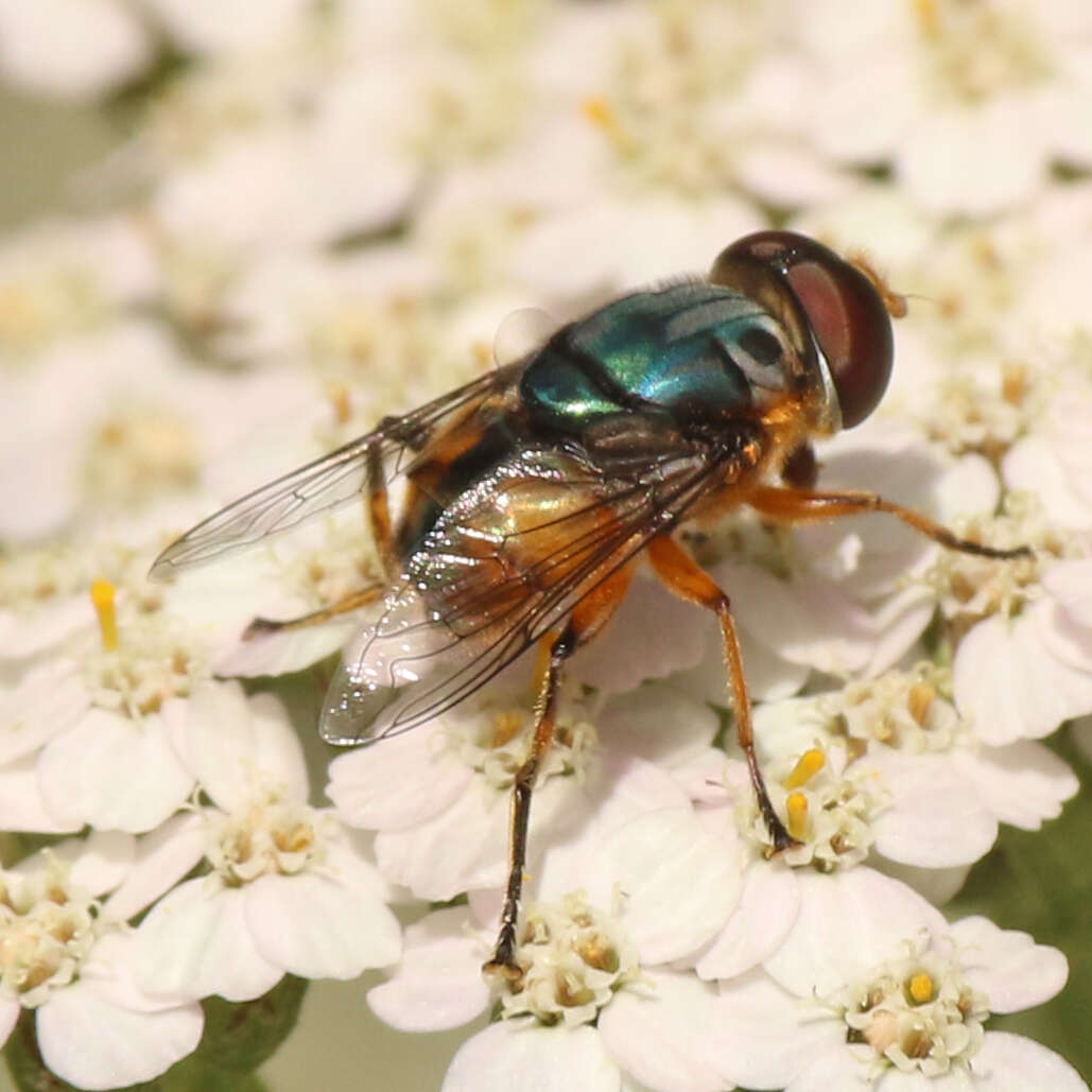 Image of Austalis copiosa (Walker 1852)