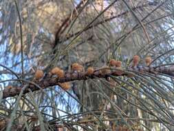 Imagem de Allocasuarina verticillata (Lam.) L. A. S. Johnson