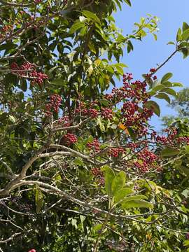 Ilex rotunda Thunb. resmi