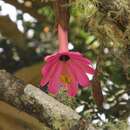 Imagem de Passiflora cuatrecasasii Killip