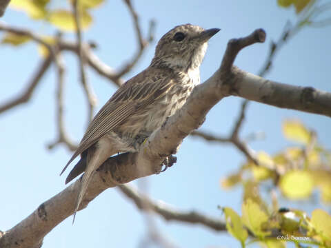 Image de <i>Bradornis boehmi</i>