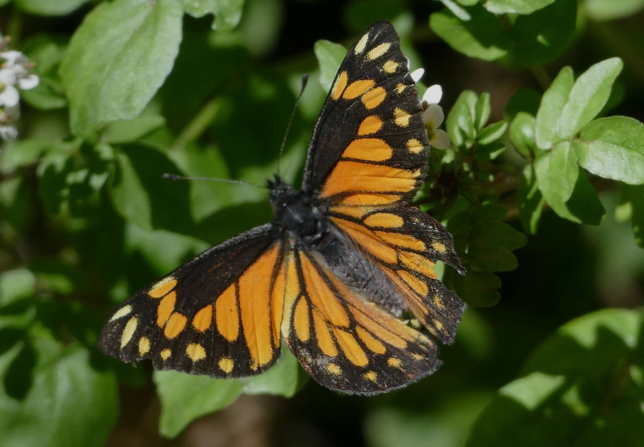 Image of Chiricahua White