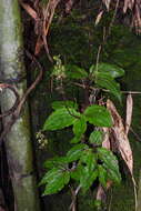 Image de Crepidium matsudae (Yamam.) Szlach.