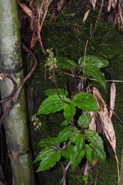 Crepidium matsudae (Yamam.) Szlach.的圖片