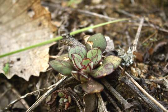 Image of Echeveria nodulosa (Bak.) Otto